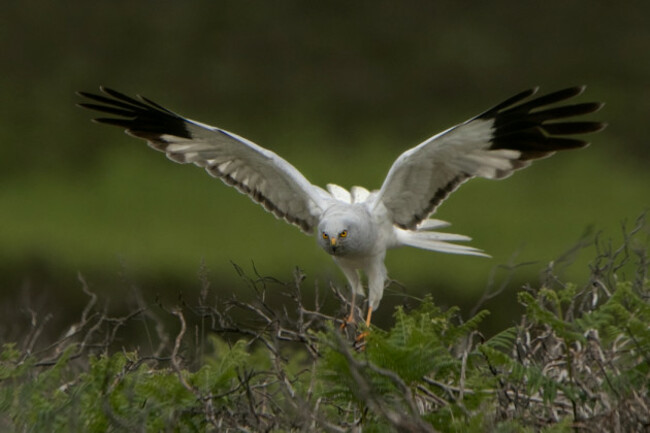 Photo of a hen harrier raptor species spreading its wings for flight