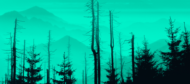 Design featuring conifer forestry with mountains in the background