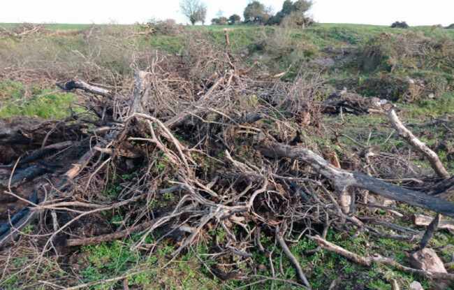 Pile of wood from tree removed from the ground