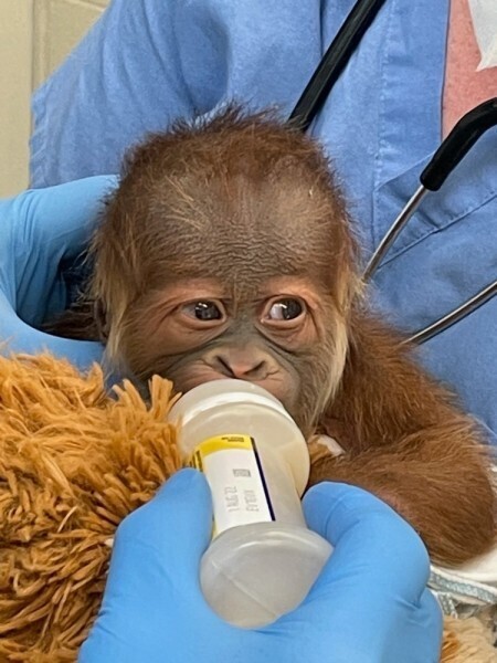 orangutan-pregnant-twins-new-orleans