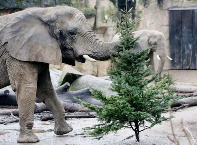 duisburg-germany-29th-dec-2021-the-african-elephant-lady-saiwa-eats-a-fir-tree-in-the-outdoor-enclosure-the-trees-are-the-unsold-specimens-of-christmas-tree-sellers-credit-roland-weihrauchdp
