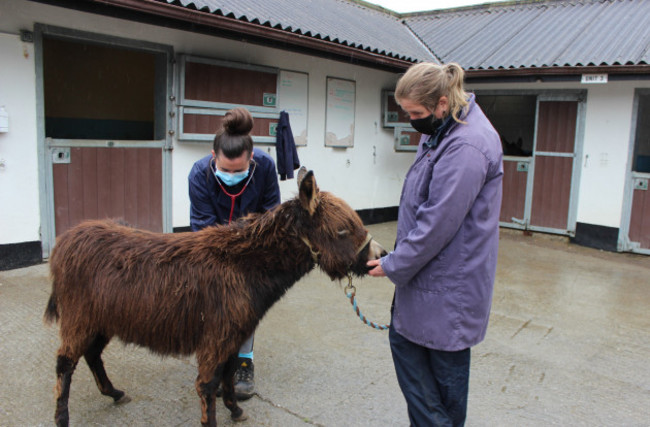 donkey-rescue-increase-ireland