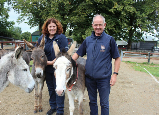 donkey-rescue-increase-ireland