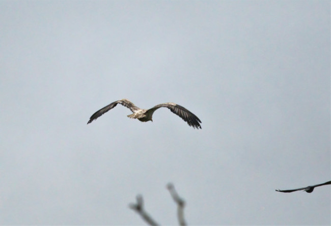 02. Egyptian vulture Roscommon photo Conor Henry