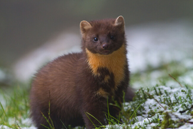 pine-marten-martes-martes-in-the-snowireland-image-shot-2011-exact-date-unknown