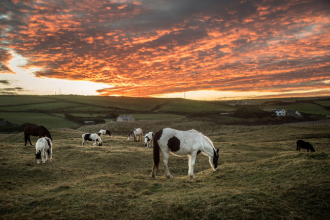 long-strand-cork-ireland-16th-january-2022-horses-grazing-before-dawn-on-the-sand-dunes-at-long-strand-co-cork-ireland-credit-david-creedonalamy-live-news