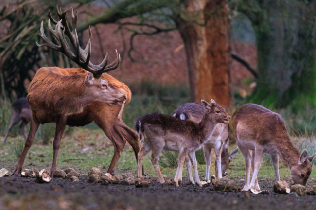 duelmen-nrw-germany-19th-jan-2022-a-little-fallow-deer-youngster-seems-unusually-unphazed-by-a-tall-red-deer-stag-who-has-joined-the-fallow-deer-group-at-a-feeding-site-forest-rangers-at-duelmen