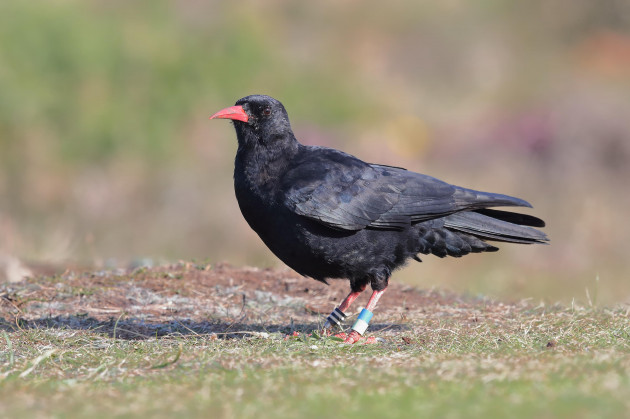 red-billed-chough-in-cornwall