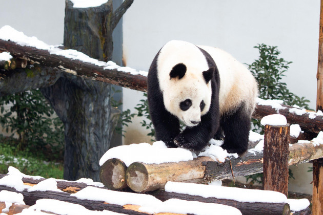 nanjing-nanjing-china-9th-feb-2022-on-february-8-2022-in-nanjing-hongshan-forest-zoo-after-snow-the-giant-pandas-were-playing-in-the-snow-and-enjoying-the-joy-of-playing-with-the-snow-cr