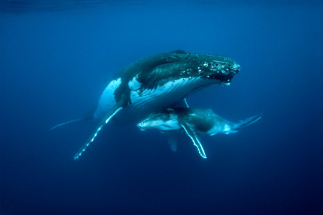 humpback-whales
