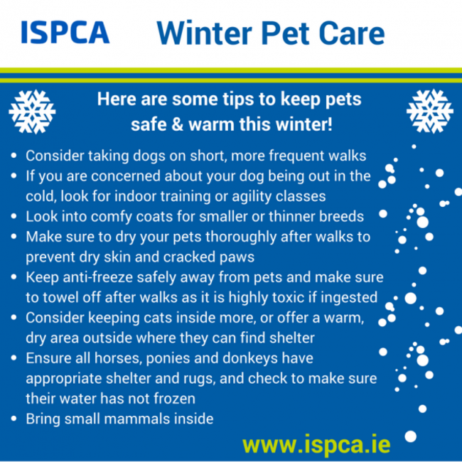 Winter_Pet_Care