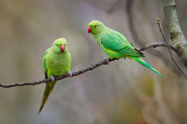 the-rose-ringed-parakeet-psittacula-krameri-also-known-as-the-ring-necked-parakeet-is-a-medium-sized-parrot-beautiful-colourful-green-parrot-cut