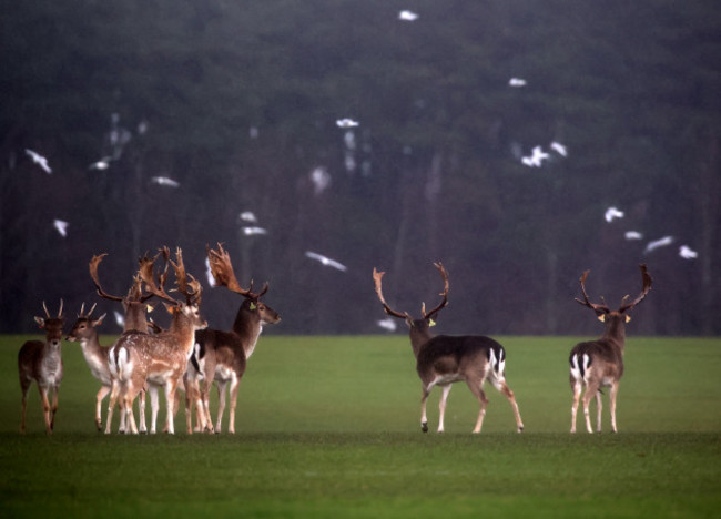 fallow deer 547