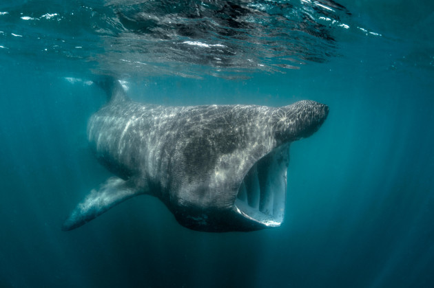 basking-shark-cetorhinus-maximus-underwater-view-baltimore-cork-ireland