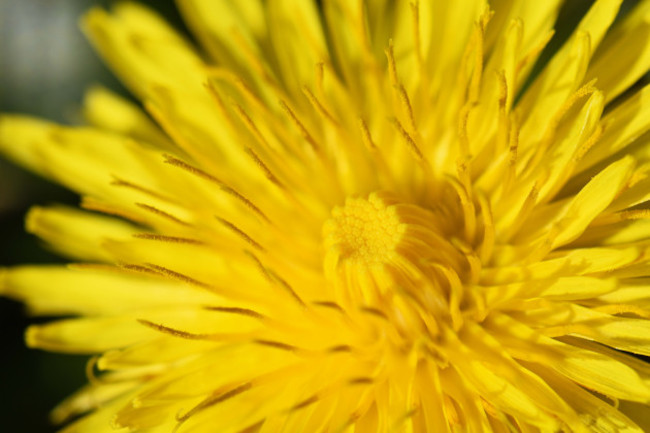 dandelioncloseup