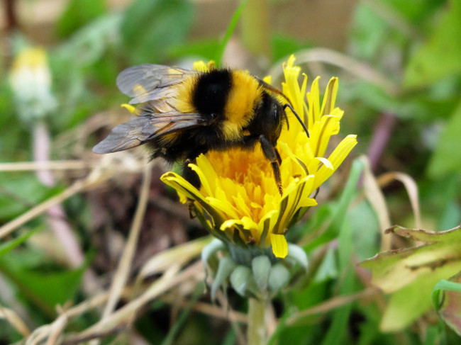 bumblebeeondandelion