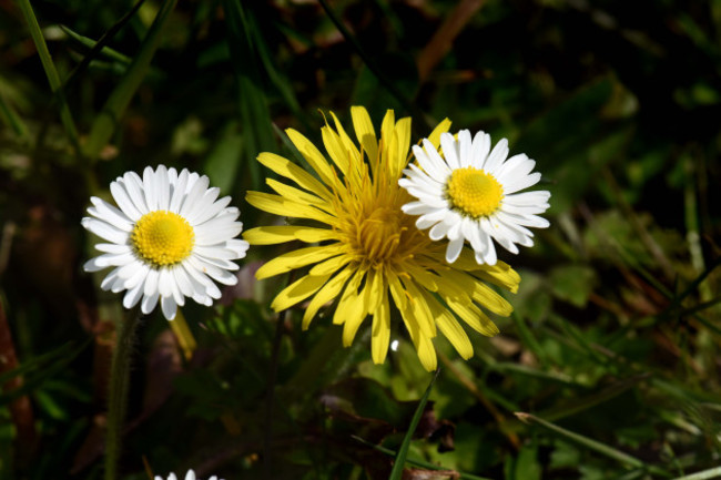 dandelionanddaisies