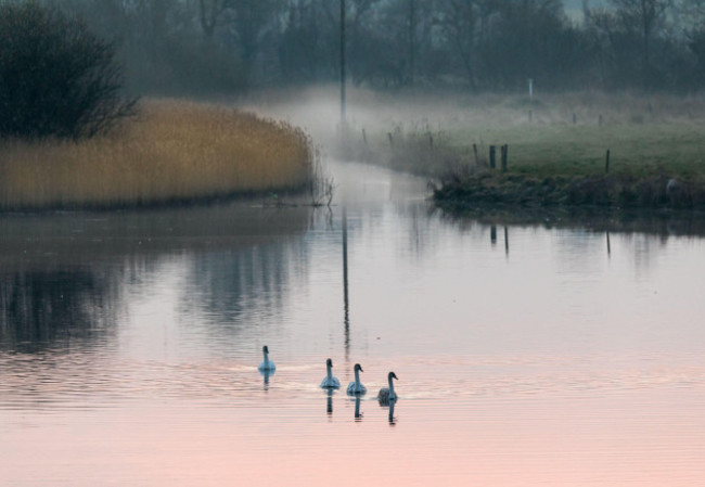 fota-cobh-cork-ireland-30th-march-2022-swans-on-a-river-inlet-before-dawn-close-to-fota-island-cork-ireland-credit-david-creedon-alamy-live-news