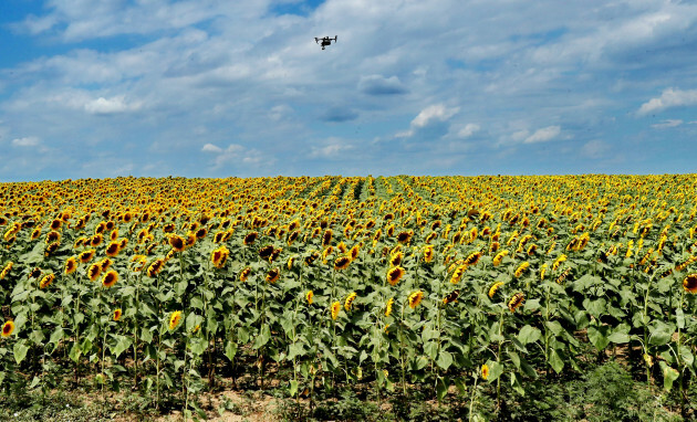 Ukraine - Odessa - Tournesol
