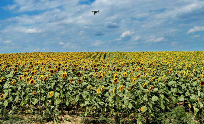 ukraine-odessa-sunflowers