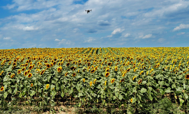 ukraine-odessa-sunflowers