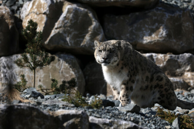 SNOW LEOPARD 419