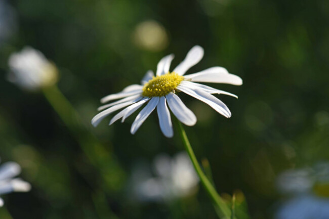 Oxeye Daisy