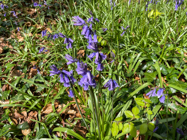 Blue bells and bog 001