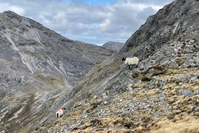 Two sheep with horns stand facing each other a few metres apart on a mountainside with locks of rocks.