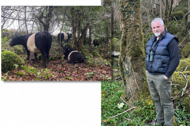 On the left are fluffy black cows with a large white stripe down the middle standing and lying in a wooded area. On the right stands Gerard Walsh wearing a jacket and binoculars in a wooded area.