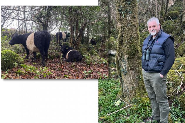 On the left are fluffy black cows with a large white stripe down the middle standing and lying in a wooded area. On the right stands Gerard Walsh wearing a jacket and binoculars in a wooded area.