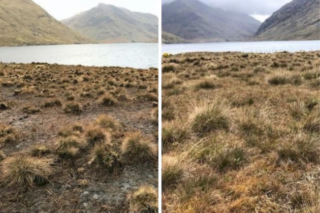 Two photos taken in the same place with the earlier one on the left showing more bare soil and less vegetation than the later photo.