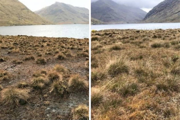 Two photos taken in the same place with the earlier one on the left showing more bare soil and less vegetation than the later photo.
