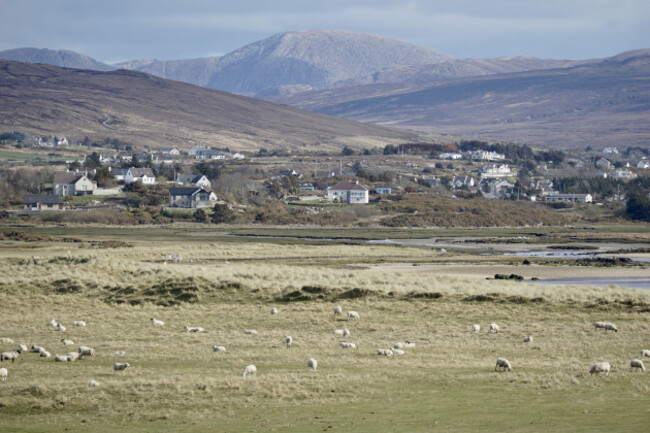 Herd of sheep grazing on machair in the foreground with houses in Derrybeg and mountains in the distance. 