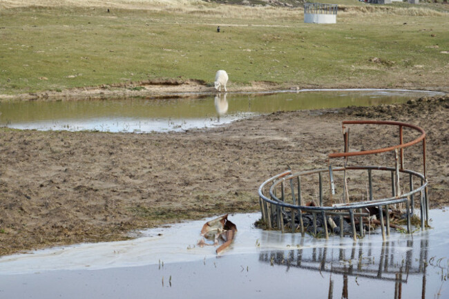 A sheep drinking from water surrounded by vegetation that is very short with some soil and sand showing. In the foreground there is a feeder filled with rubbish and half submerged in another pool of water.