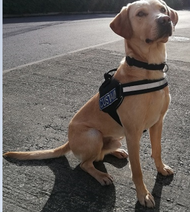 Detector dog Bailey