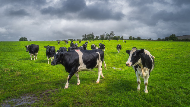 A large number of black and white cows standing in a field on a cloudy day