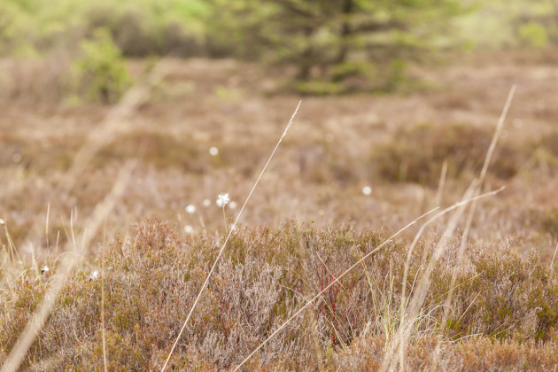 Heather growing in a bog with tufts of grass and other vegetation growing in-between