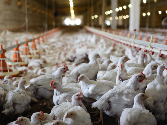 A large number of white chickens standing on the floor of a farm shed near feeders