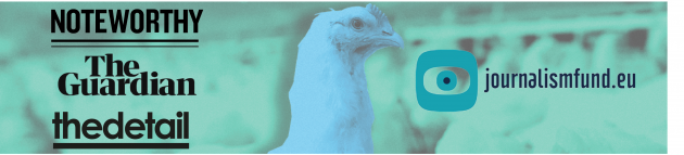  chicken looking towards camera with others in the background in a farm shed - with logos of investigation collaborators Noteworthy, The Guardian, The Detail and co-funder JournalismFund.eu