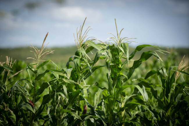 climate-adaptation-in-eastern-kenya