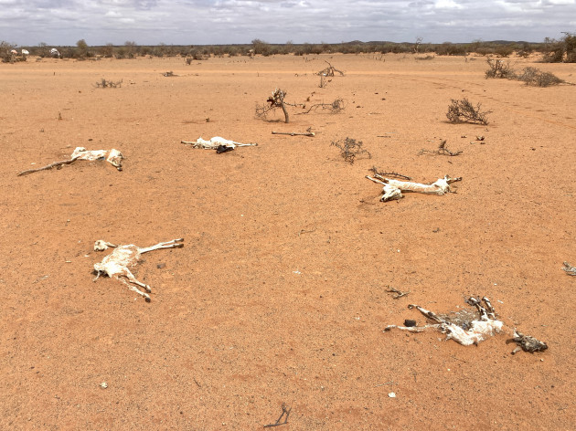 Somalia animal carcasses