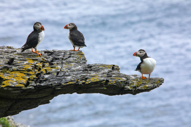 Skellig Michael Puffin3