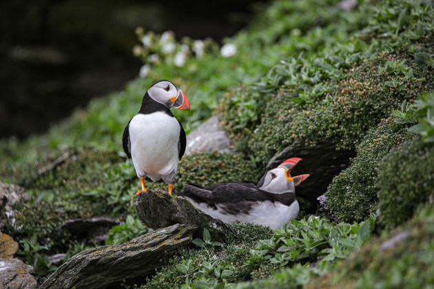 Skellig Michael Puffin2