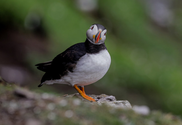 Skellig Michael Puffin1