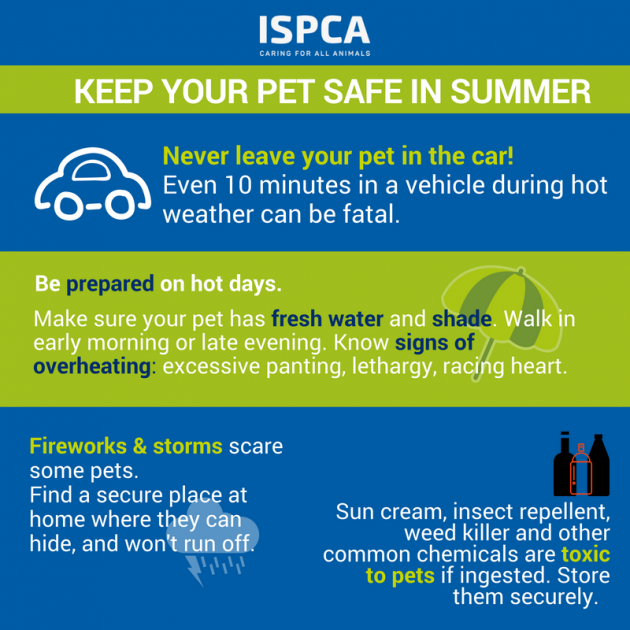 summer safety tips.jpg