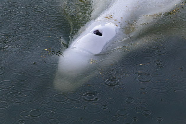 beluga-whale-stranded-in-seine-river