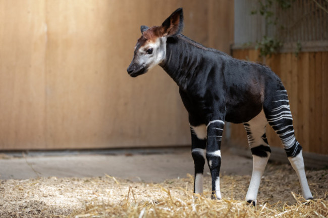 REPRO_FREE_Dublin_Zoo_Okapi_03