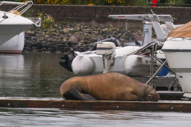 oslo-20220718-the-walrus-freya-has-been-sleeping-on-a-pier-by-the-king-last-night-she-was-first-observed-in-the-water-at-frognerstranda-yesterday-after-dinner-photo-orn-e-borgen-ntb