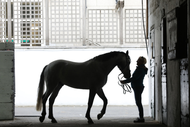 079 RDS Horse Show preparation